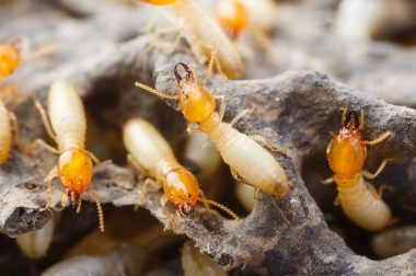 Termite Inspection, Timber Pest Inspection, Property Report, Newcastle, Port Stephens, Hunter Valley