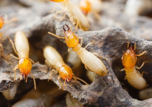 Termite Inspection, Timber Pest Inspection, Property Report, Newcastle, Port Stephens, Hunter Valley